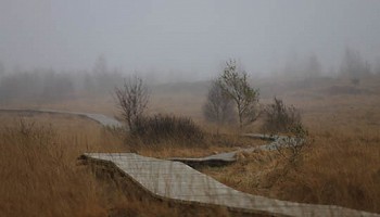 Au coeur de la réserve dans les Fagnes de la Baraque Michel