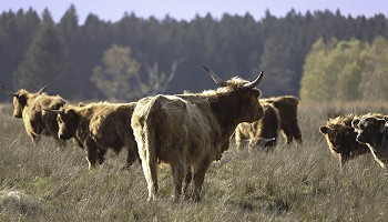 Ost Hertogenwald