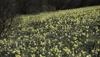Les vallons aux jonquilles