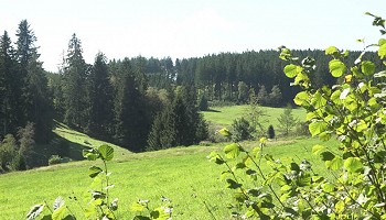Prés et forêts de Rocherath - Büllingen