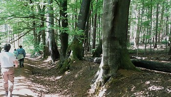 Dans la forêt aixoise