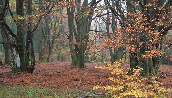 La forêt fantastique