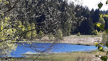 Lumières du printemps vers Sourbrodt