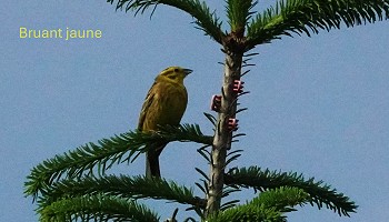 Sortie ornithologique