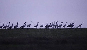 Passage de grues - Octobre 2025
