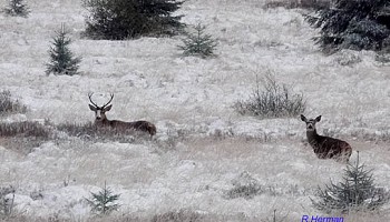 Tableaux d’hiver : la harde