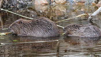 Une famille Castor dans les Hautes Fagnes…