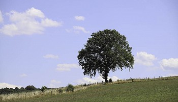 Bois et campagnes de Paradis